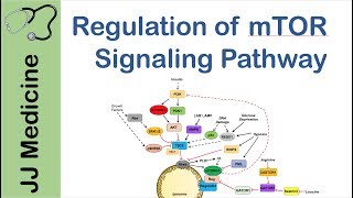 mTOR Signaling Pathway  Nutrient and Cell Stress Regulation [upl. by Irfan]