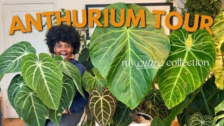 Entire Anthurium Collection Tour [upl. by Quirita892]