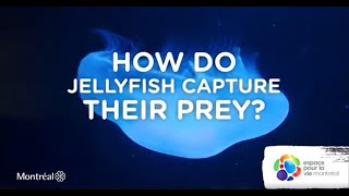 How do jellyfish capture their prey [upl. by Alyek]