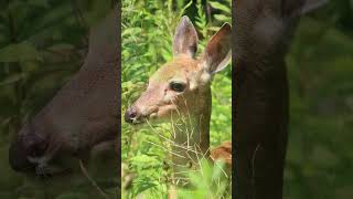 Magic Fawn Encounter wildlifephotoghraphy whitetaileddeer [upl. by Hose]