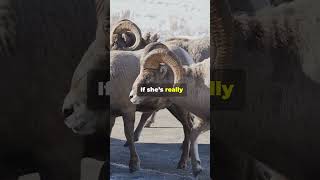 Want to Understand Sheep Mating Behavior Watch This Now [upl. by Sackville315]