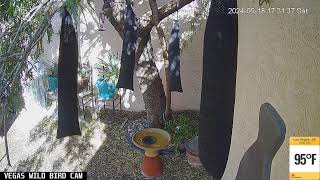 Vegas Wild Bird Cam Live Stream  05182024 [upl. by Aivlys]