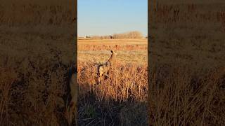 THE PERFECT BUCK hunting deerhunting deer bucks nature shorts [upl. by Waldner746]