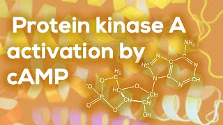 Protein kinase A activation by cAMP [upl. by Aryc]