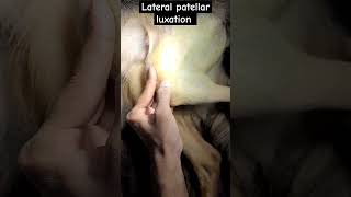 Lateral patellar luxation in caninepatellarluxationtwrsvetjunction dogsurgerydoggo [upl. by Gronseth]