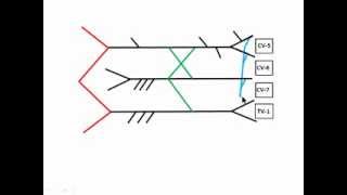 Draw the Brachial Plexus in 376 seconds or Better [upl. by Annahsar]