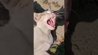 Cat Yawning Did he just say SHUT UP at the end Handsome StayPet funnycats [upl. by Illah]