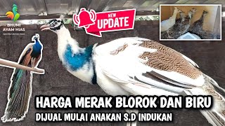 UPDATE HARGA MERAK BLOROK DAN MERAK BIRU 2024 [upl. by Eittak]