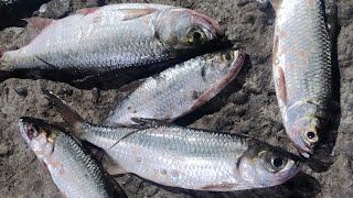 fishing  tarpon fishing in mumbai  tarpon fishing [upl. by Odareg]