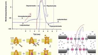 Werking actiepotentialen [upl. by Nyledam]