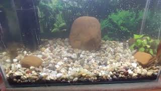 5 mistakes to avoid before buying an aquascape aquarium aquascape [upl. by Seiden]