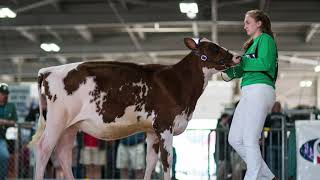 Dairy Judging Part 1  The Basics with Megan Davenport [upl. by Ocirne]