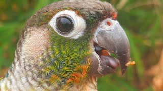 My conure bird singing in the morning so happy Green Cheek YellowSided Color Conure Bird [upl. by Griswold]