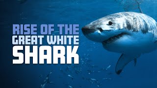 Rise of the Great White Shark  4K [upl. by Bellaude349]