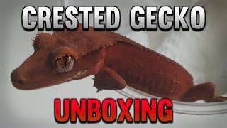 Unboxing 4 New High End Red Crested Geckos [upl. by Naitsirc]