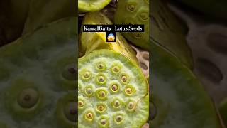 Lotus Seeds  Kamal Gatta  Edible Lotus Seeds shorts [upl. by Deerc]