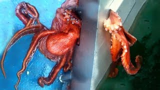 Scientists Were AMAZED When They Saw An Octopus Doing THIS [upl. by Nnairol]