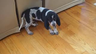 HANK the BLUETICK COONHOUND PUPPY [upl. by Mcdermott]