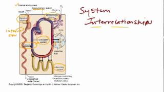 System Interrelationships [upl. by Moskow34]