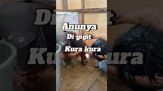 Rumina anunya di gigit kura kura tertawabiarwaras ngakak lucu wargads [upl. by Nodnarbal428]