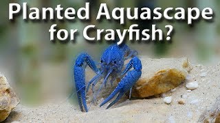 New Crayfish Planted Aquascape [upl. by Kcirdnek561]