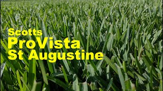 Scotts ProVista St AugustineGrass 6 Month Update And Thoughts [upl. by Nahshon598]