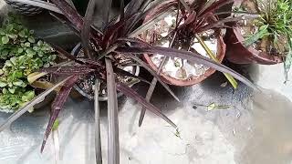 New Zealand Flax plant carephormium plant [upl. by Reidar]