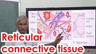 12Zoology  Tissue level Organisation  Reticular connective tissue [upl. by Puto27]