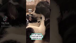 Animals grieve too 😔 🐱 🎥 TikTokbreeseff [upl. by Ericksen]