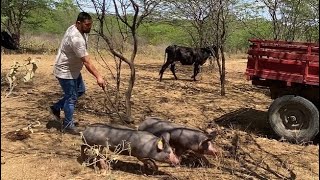 VIAJANDO no SERTÃO de PERNAMBUCO LEVANDO GENÉTICA SUÍNA e REVENDO AMIGOS [upl. by Sirahc]