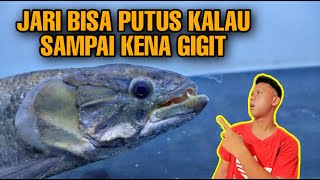 IKAN SERIGALA  Wolfish malabaricus iwak galak [upl. by Yttiy]