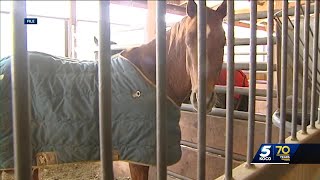 Feed delivered to ranch where dozens of horses died contained monensin preliminary tests show [upl. by Ajiram]