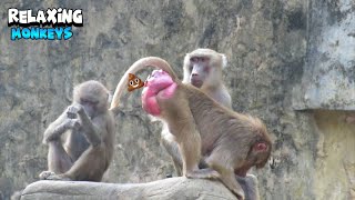 Monkeys Before Interacting With Each Other Peacefully  Part I [upl. by Stephenie]