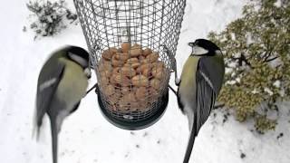 vogels in de tuin in de winter van dichtbij [upl. by Feriga702]