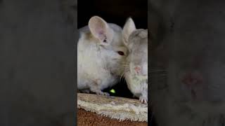 3 Amazing Facts About Chinchillas  Discover the Secrets of These Adorable Furballs [upl. by Jamie]