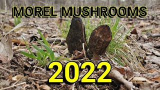 Morel Mushroom 2022 Kentucky style morelmushrooms [upl. by Rama]