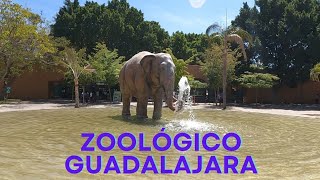 EL ZOOLÓGICO GUADALAJARA ES IMPRESIONANTE [upl. by Rudman]