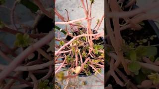 how to collect portulaca and purslane seeds for next season 😁shorts youtubeshorts vastu 9oclock [upl. by Are420]