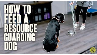 How To Feed A Resource Guarding Dog [upl. by Spiegel]