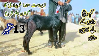 13 September 2024 New Bakra Mandi UpdateLatest Bakra Mandi Update Mujtba Goat Farm 03121692037 [upl. by Yatnoj45]