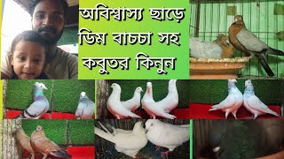 ৩০০ টাকা পিছ ডিম বাচচা সহ কবুতর কিনুন হাসান ভাইয়ের খামার থেকে গিরিবাজ কালারিং ফেন্সি কবুতর [upl. by Latashia]