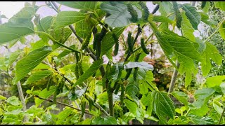 Berry Bonanza Exploring the Garden’s sweet harvest Summer 2023SE4Project Food Garden [upl. by Neomah]