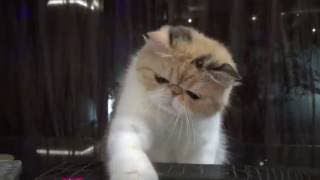 EXOTIC SHORTHAIR CAT AVAILABLE [upl. by Bovill]