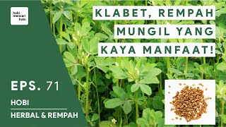 MANFAAT KLABET UNTUK KESEHATAN  HERBAL REMPAH INDONESIA 71 [upl. by Etak]