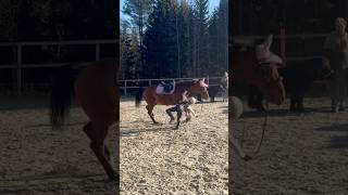 Ella FELL OFF while jumping Tarzan😱 shorts horse horseriding equestrian [upl. by Merell]