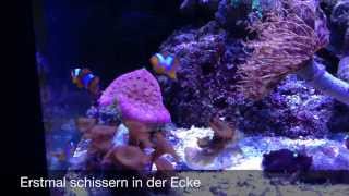 Clownfisch Babys im offenen Becken 10 Wochen nach Geburt  inZoom  Meerwasser Live TV [upl. by Allemahs708]