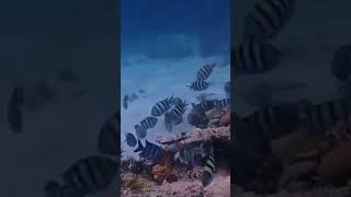 diving idive fortarabesque redsea tg6 [upl. by Nylhtiak]