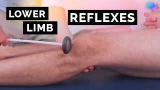 Reflexes of the Lower Limbs  OSCE Clip  UKMLA  CPSA [upl. by Bonney]