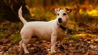 Jack Russell Rocket 🚀🐾  Energetic Song About Jack Russell Terriers 🎶 [upl. by Jenda385]