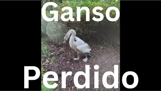 Som de peido Ganso Perdido [upl. by Budd]